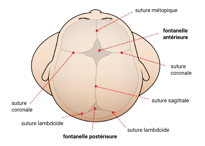 d-finition-fontanelle